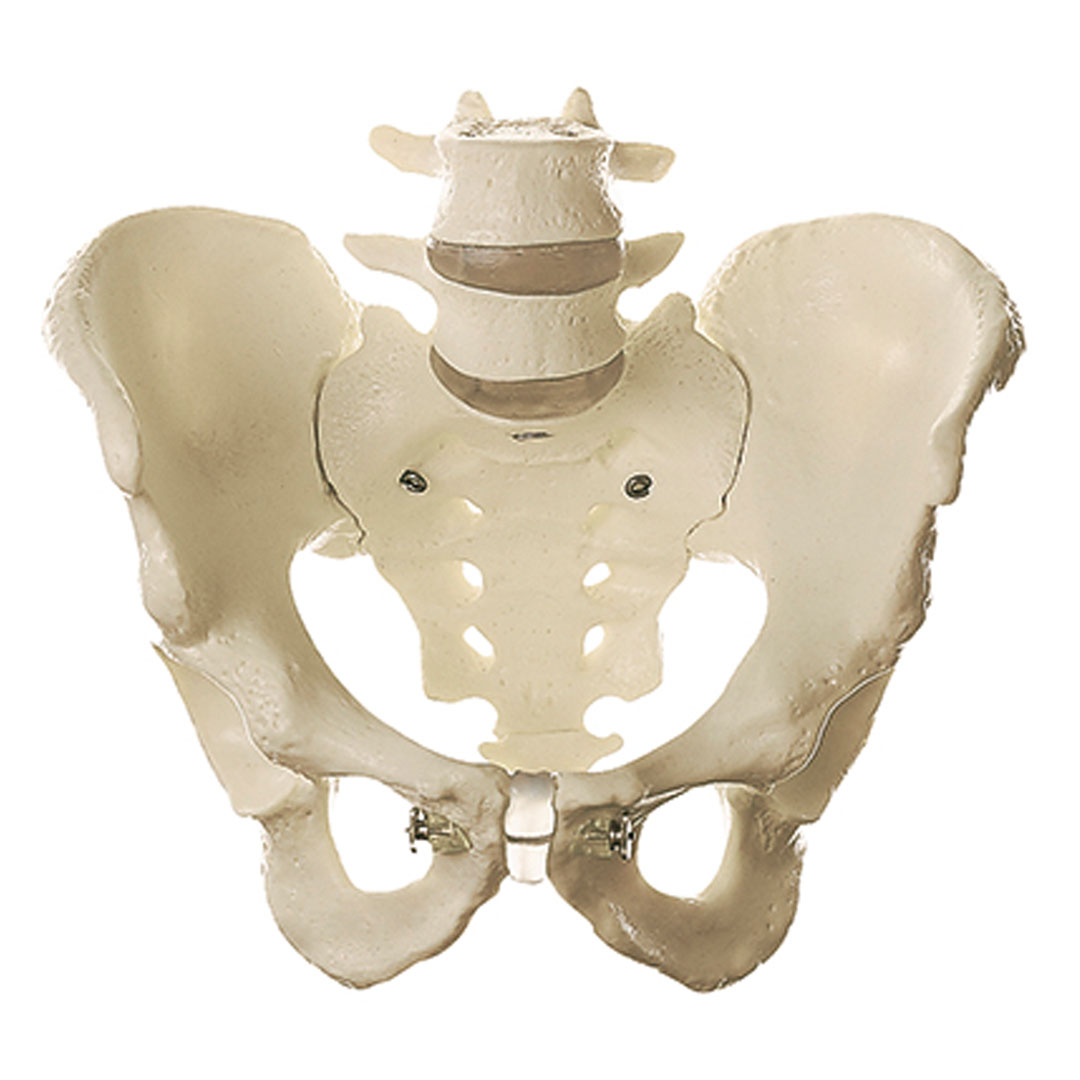 SOMSO® Männl. Beckenskelett