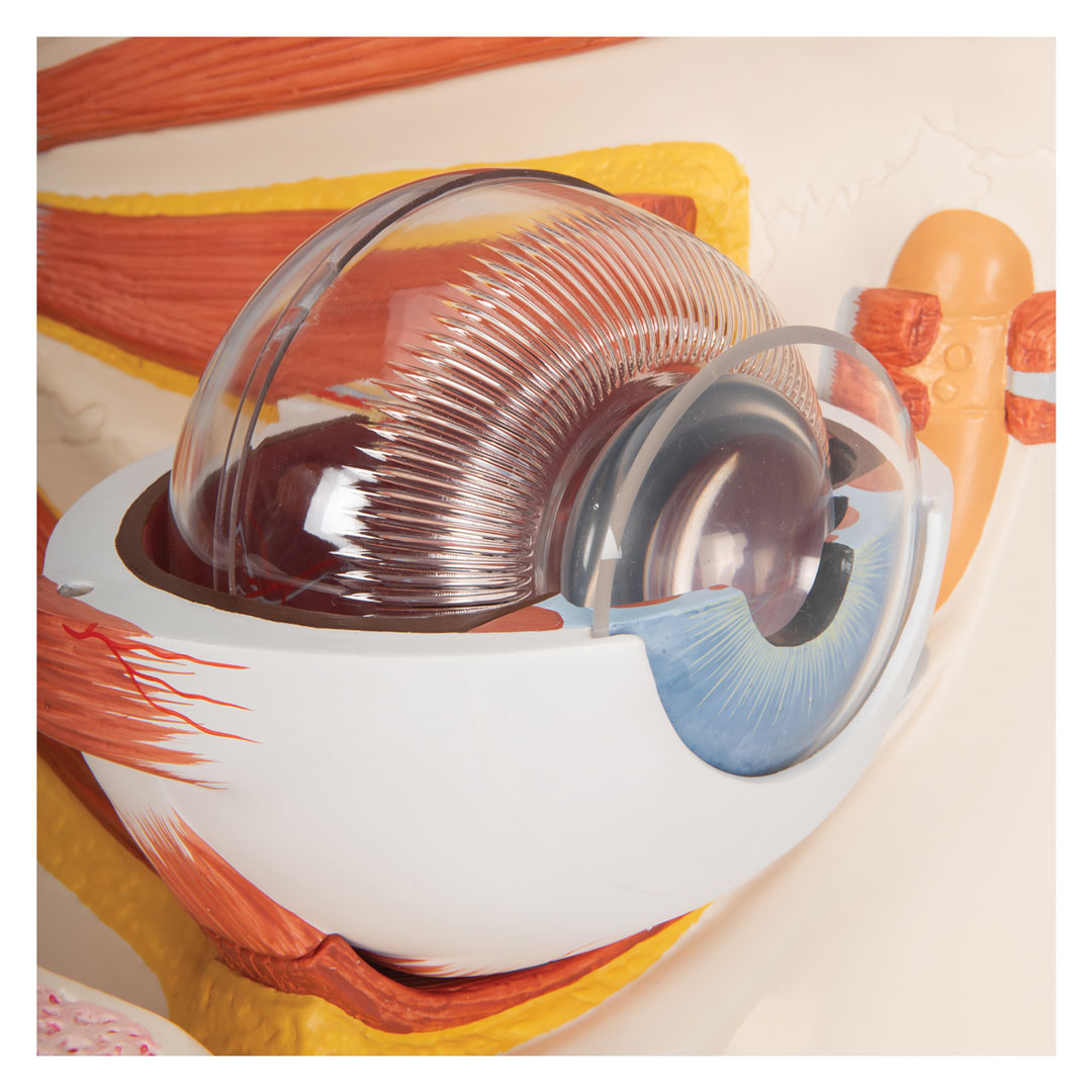 3B SCIENTIFIC Auge in Augenhöhle 11-tlg. (VJ500A)