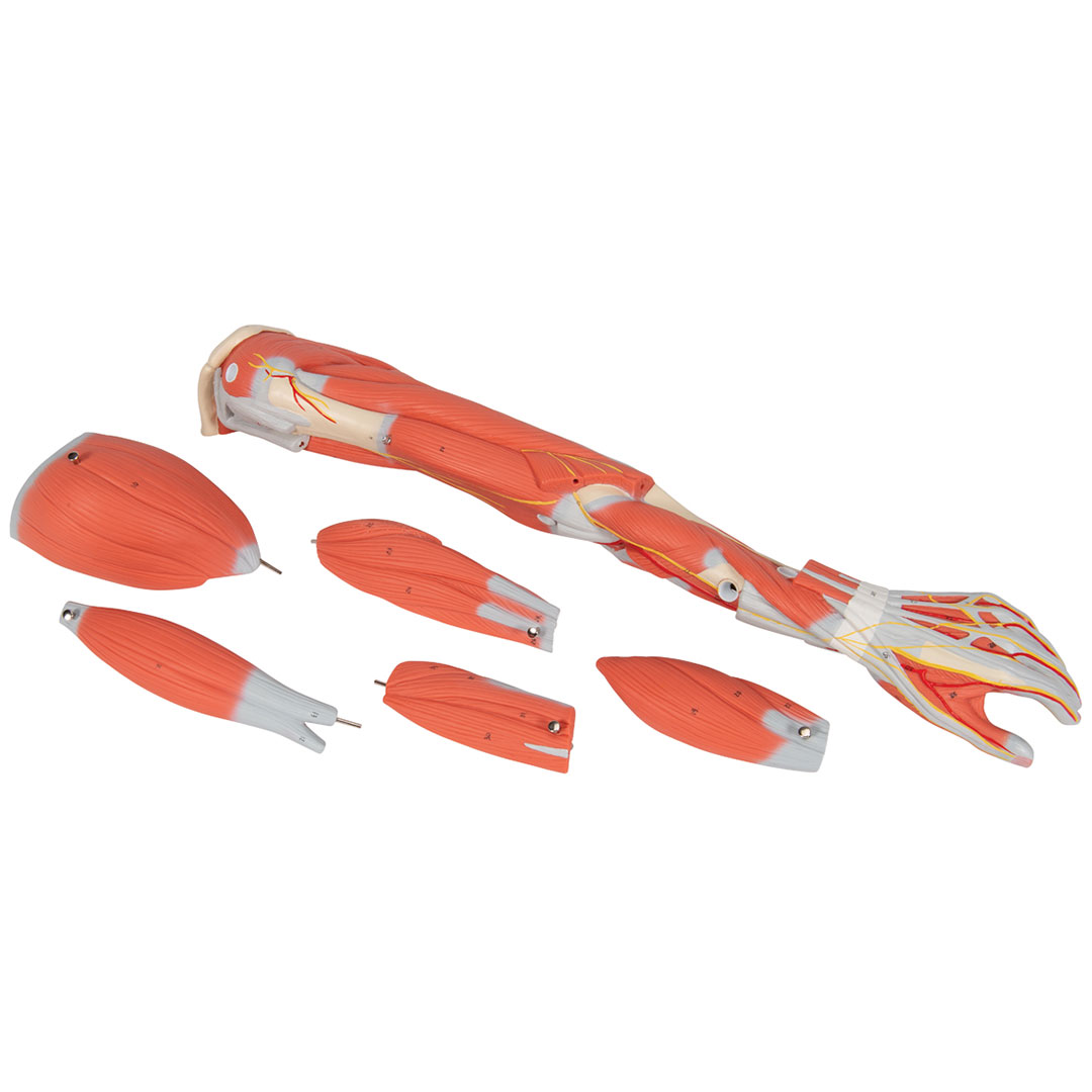 3B SCIENTIFIC Muskelarm 6-teilig (M10) 3B SCIENTIFIC Muskelarm 6-teilig (M10)
