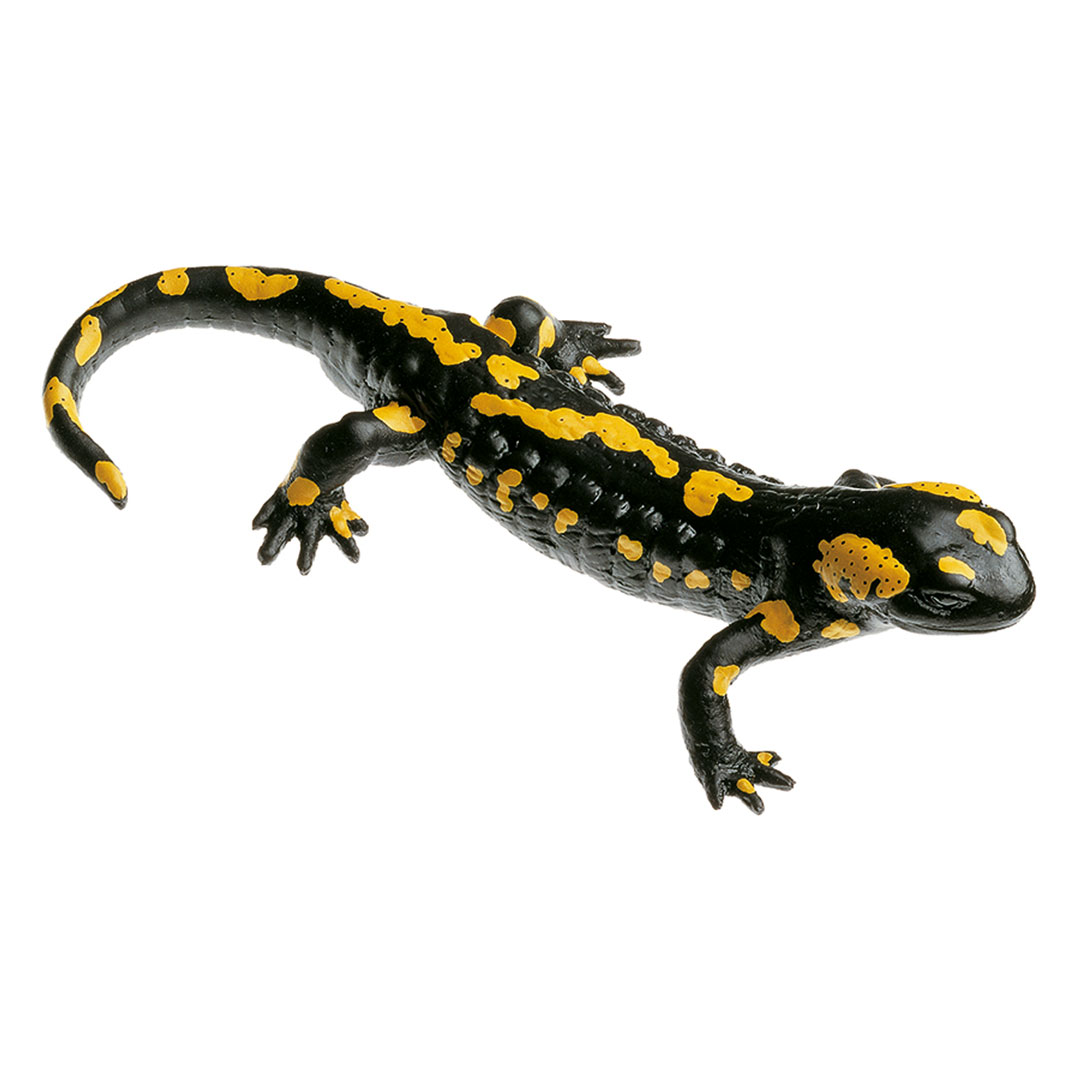 SOMSO® Gefleckter Feuersalamander