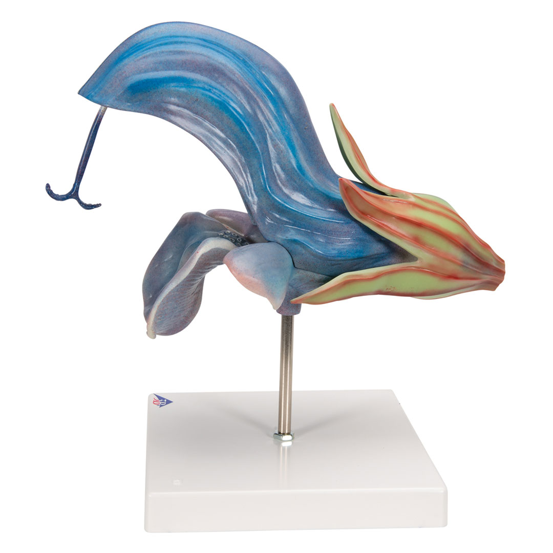 3B SCIENTIFIC Wiesensalbei (T21024)