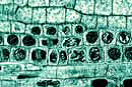Mikropräparateserie: Serie I Mitose/Meiose, 6 Präparate