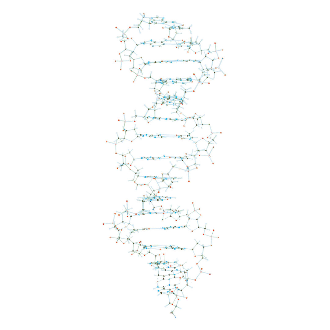 3B SCIENTIFIC DNA-Demonstrationsmodell, Orbit-Bausatz 32x19x7cm