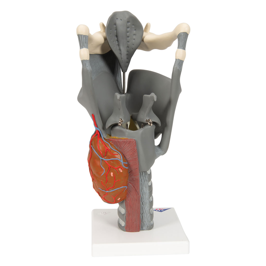 3B SCIENTIFIC Kehlkopf, Funktionsmodell, 2,5-fach (G20)