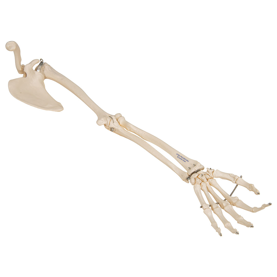 3B SCIENTIFIC Armskelett Modell mit Schulterblatt und Schlüsselbein
