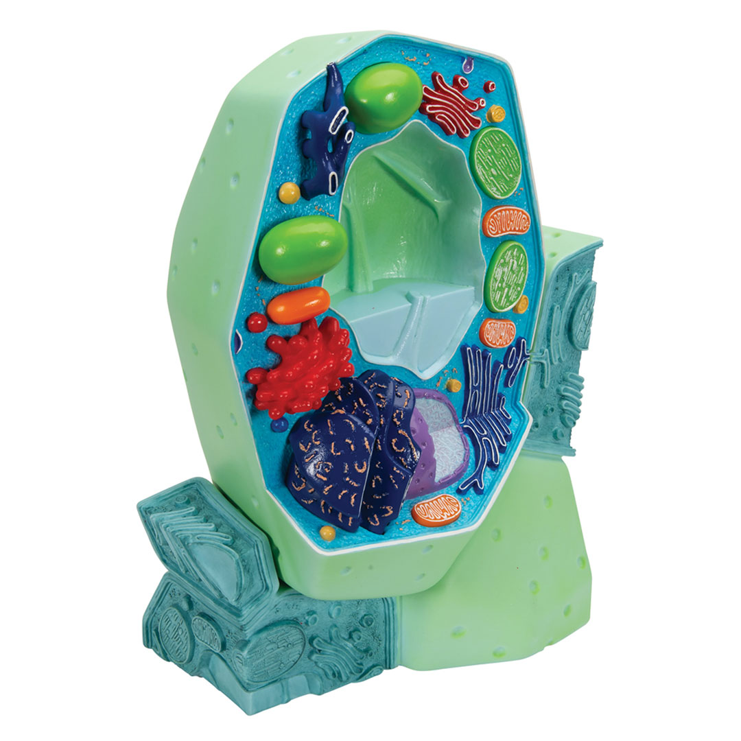 3B SCIENTIFIC Pflanzliche Zelle 10'000fach (R05)