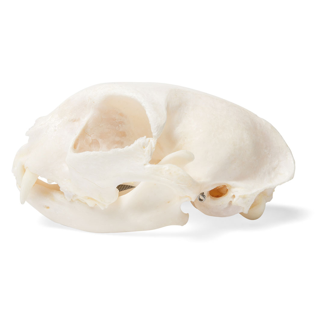 3B SCIENTIFIC Katze, Schädel-Skelett