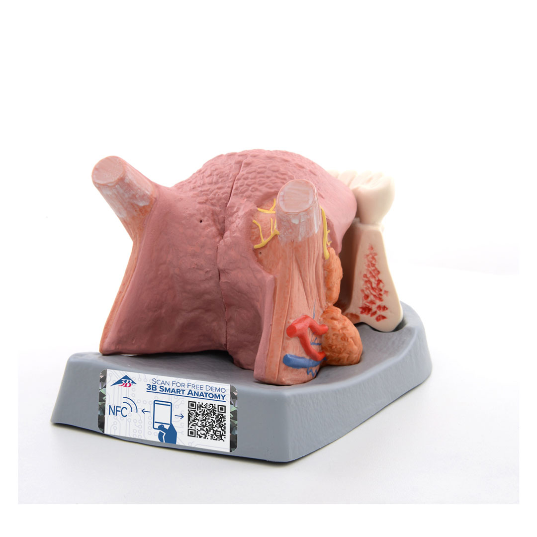3B SCIENTIFIC Zungenmodell, 2,5fach, 4-teilig (T12010)