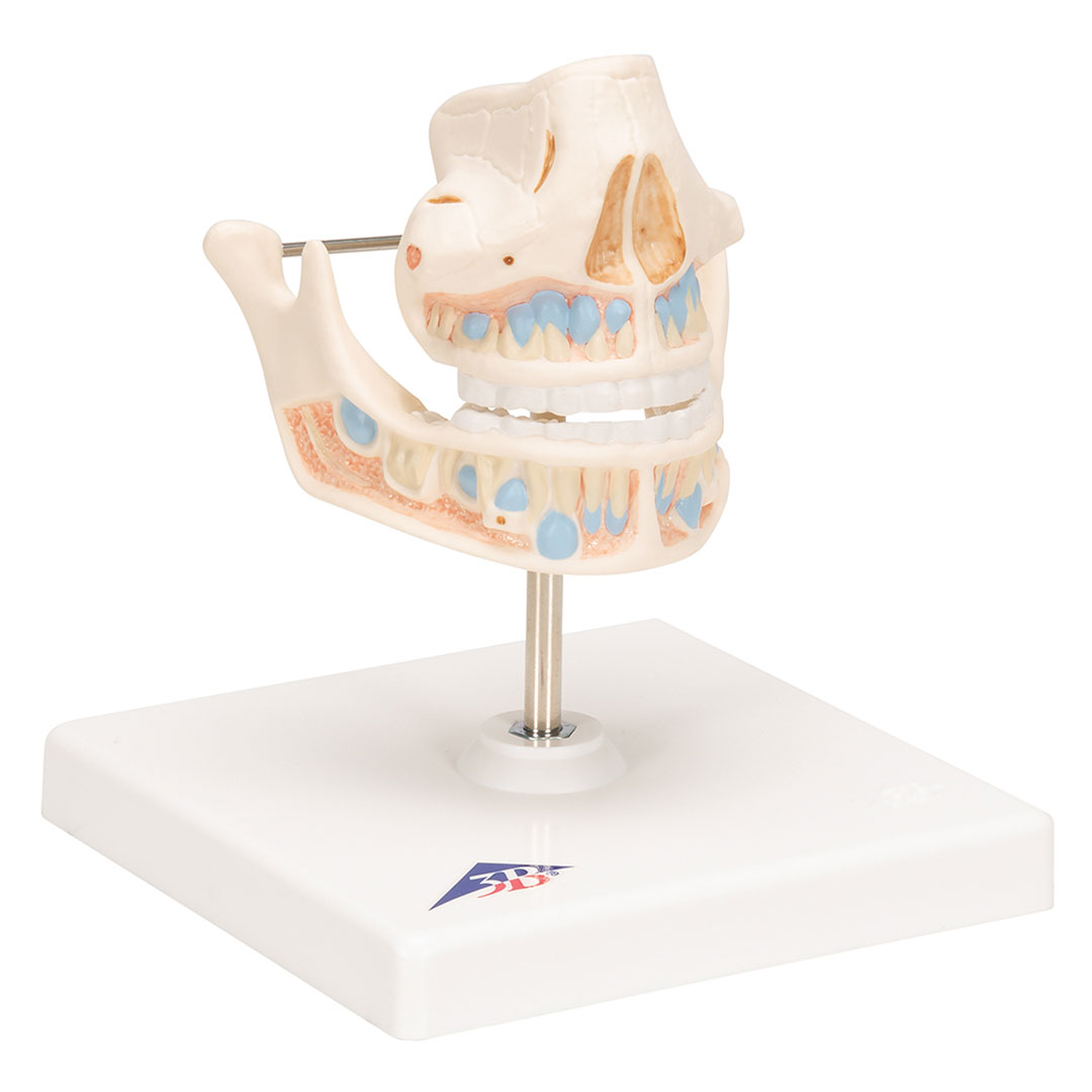 3B SCIENTIFIC Ober- und Unterkiefer, Kind (VE282)