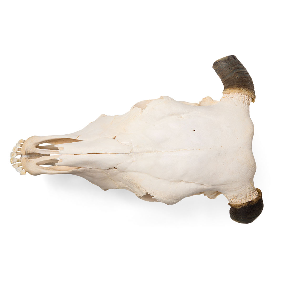 3B SCIENTIFIC Rinderschädel mit Hörner