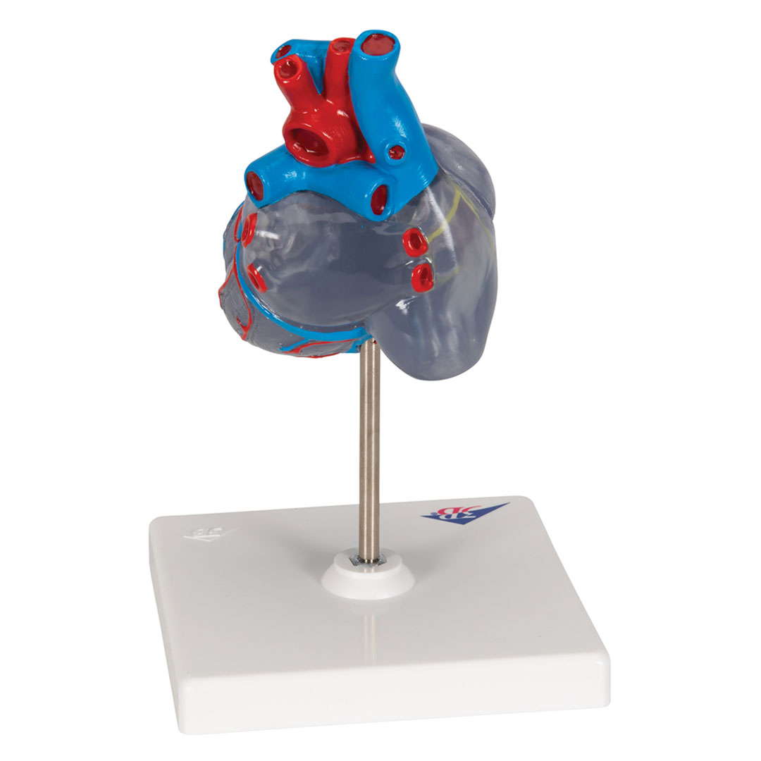 3B SCIENTIFIC Transparentes Herz, 2-teilig (G08/3)