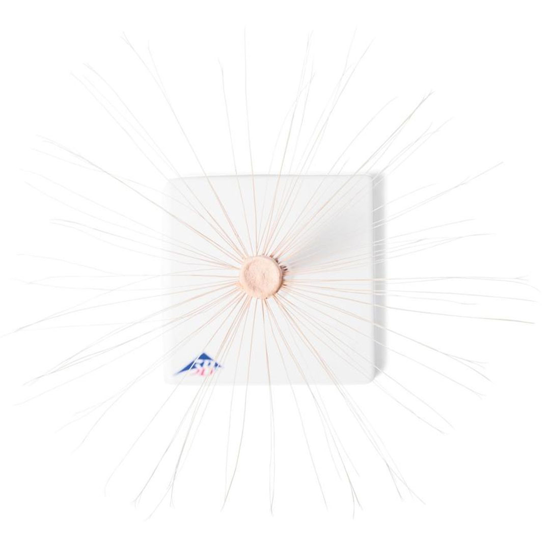 3B SCIENTIFIC Löwenzahnblüte (Taraxum officinale), Modell