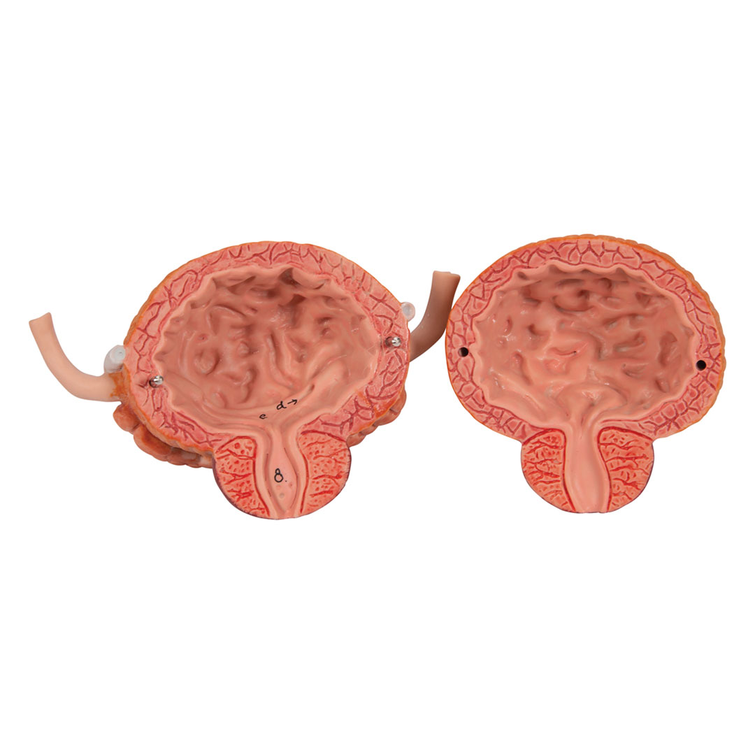 3B SCIENTIFIC Harnapparat, zweigeschl., 6-teilig (K32)