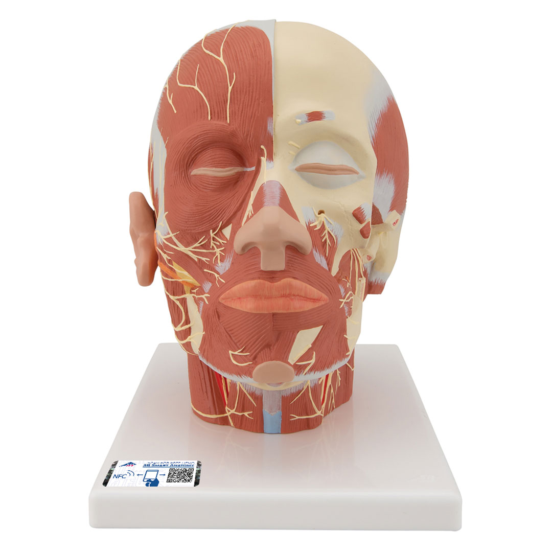 3B SCIENTIFIC Kupfmuskulatur mit Nerven (VB129)