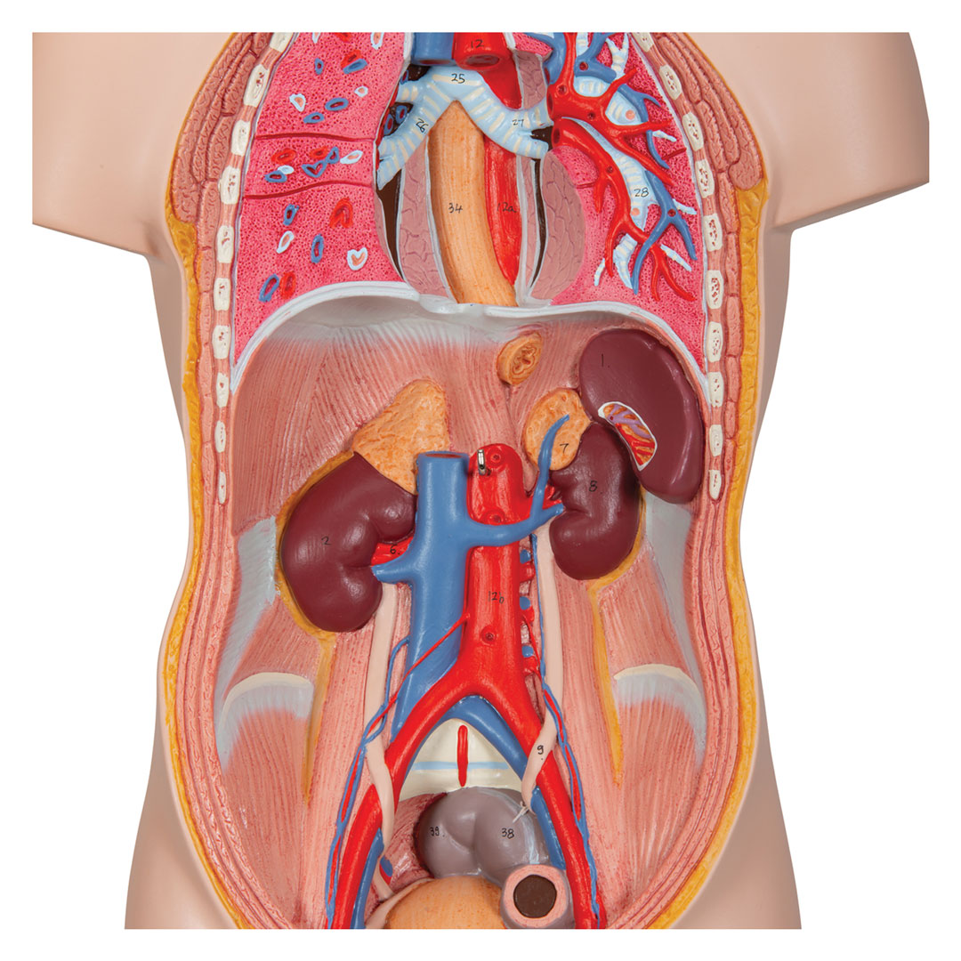 3B SCIENTIFIC Mini-Torso mit Kopf, 12-teilig (B22)