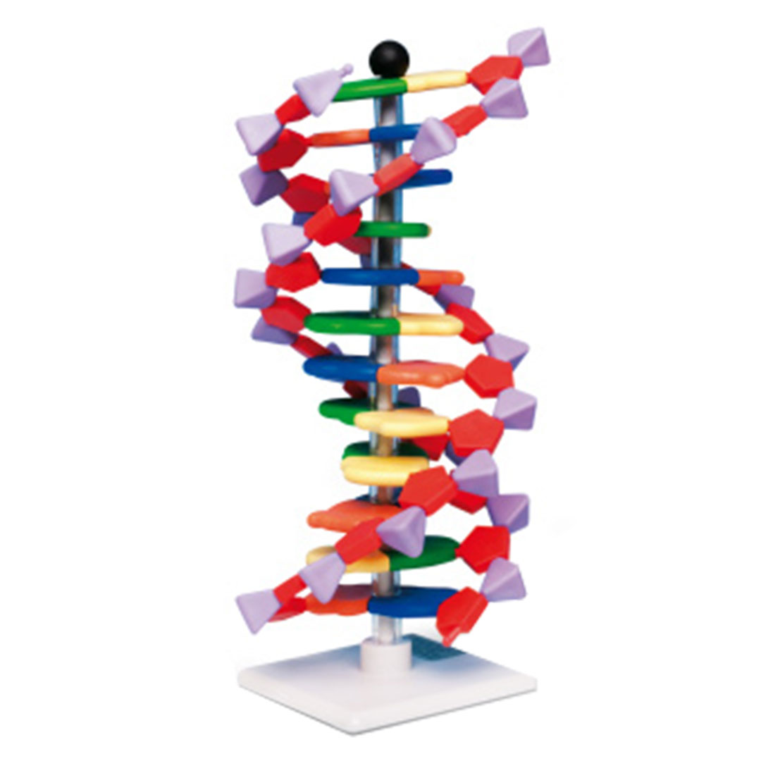 MOLYMOD Bausatz DNA Doppelhelixmodell miniDNA klein