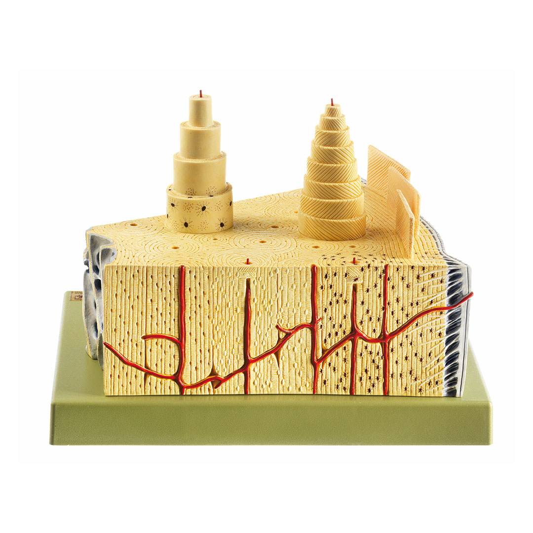 SOMSO® Aufbau des Knochens