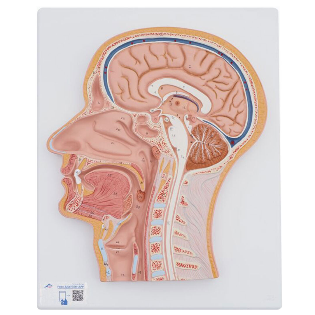 3B SCIENTIFIC Medianschnitt des Kopfes (C12)