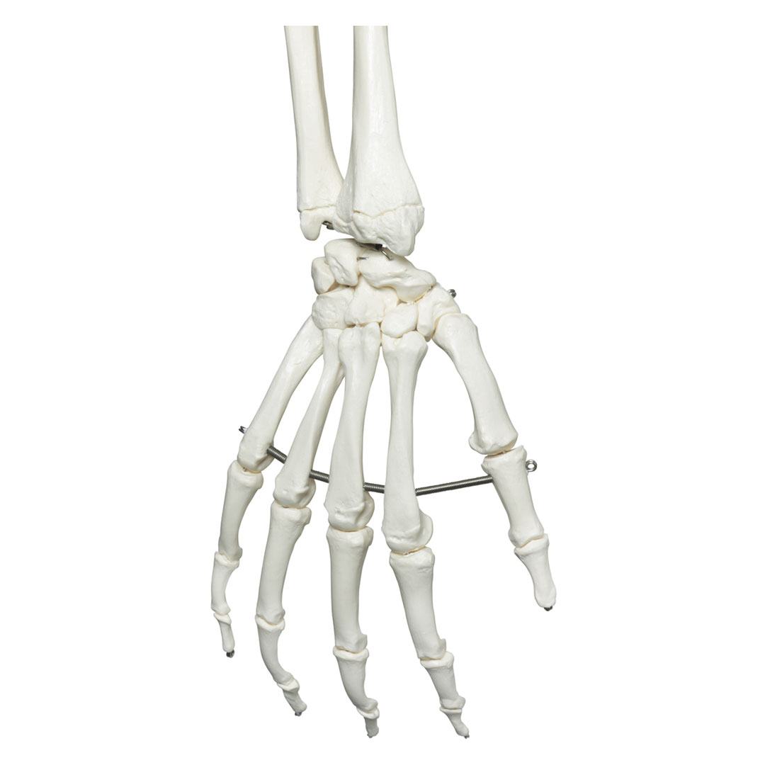 3B SCIENTIFIC Skelett Stan auf Hängestativ (A10/1) 3B SCIENTIFIC Skelett Stan auf Hängestativ (A10/1)