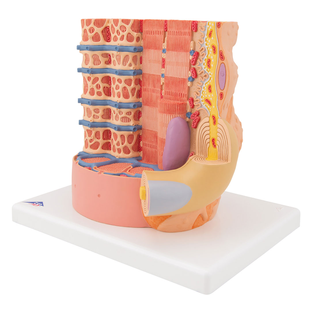 3B SCIENTIFIC MICROanatomy Muskelfaser (B60)