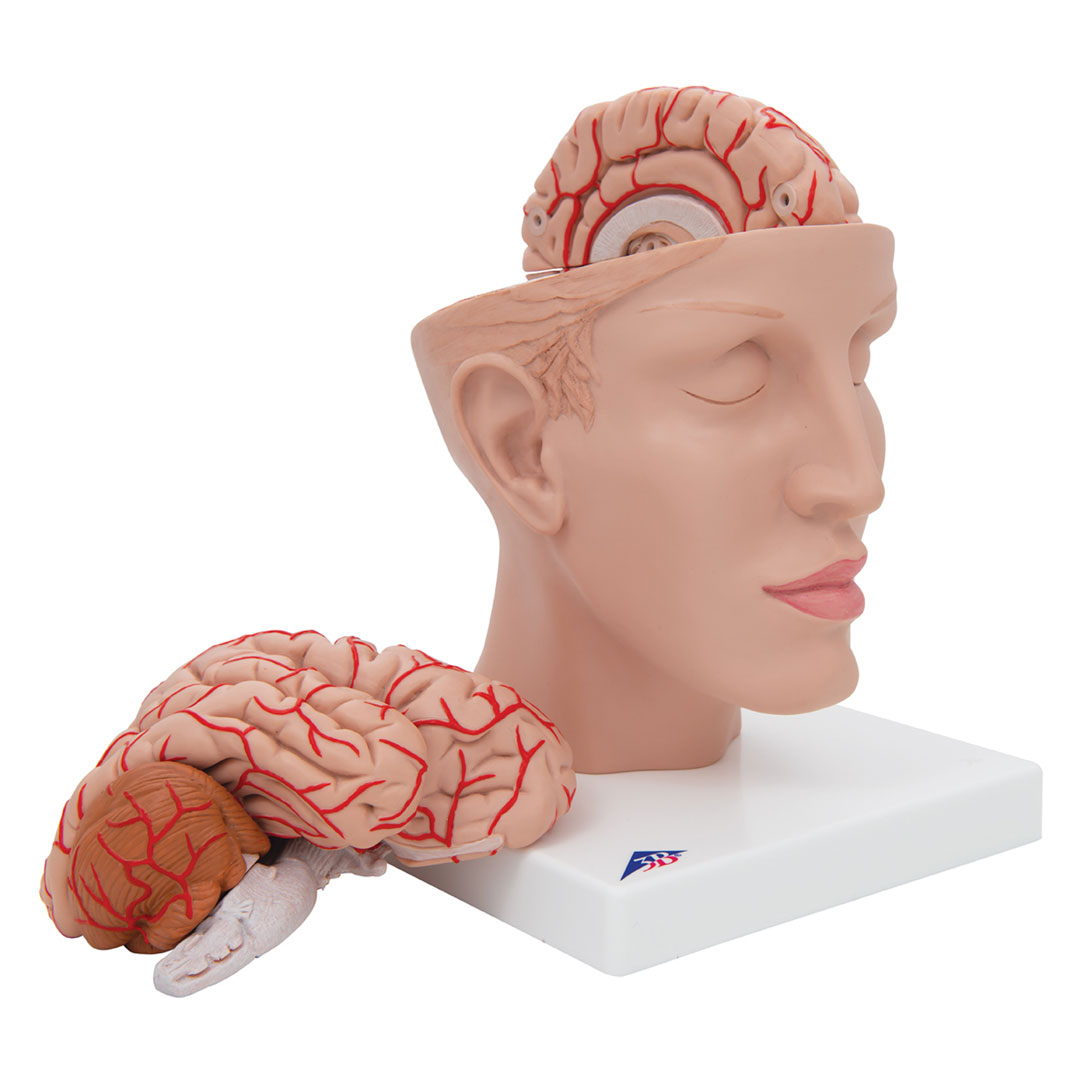 3B SCIENTIFIC Gehirn mit Arterien auf Kopfbasis,8-teilig (C25)