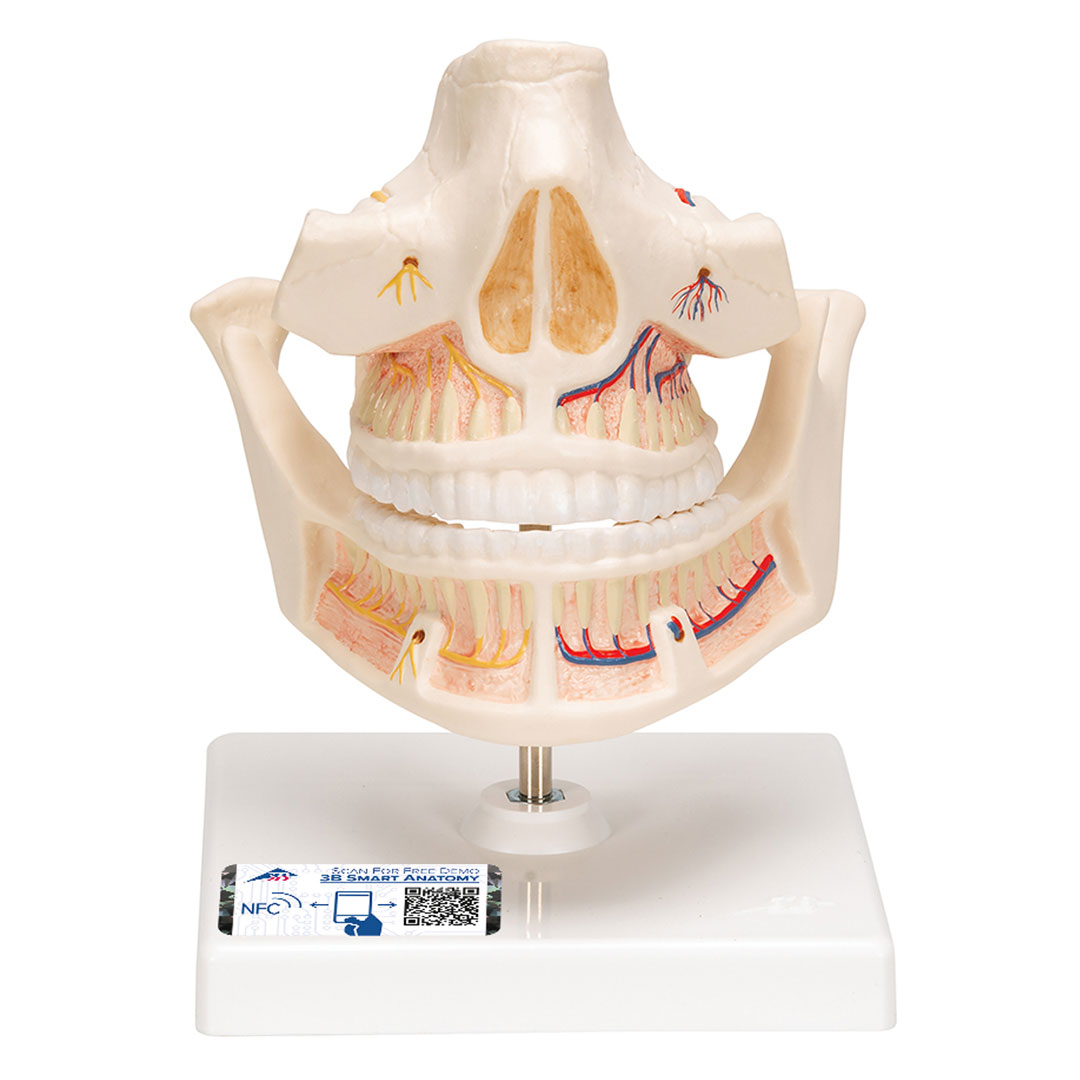 3B SCIENTIFIC Ober- u. Unterkiefer, Erwachsen (VE281)