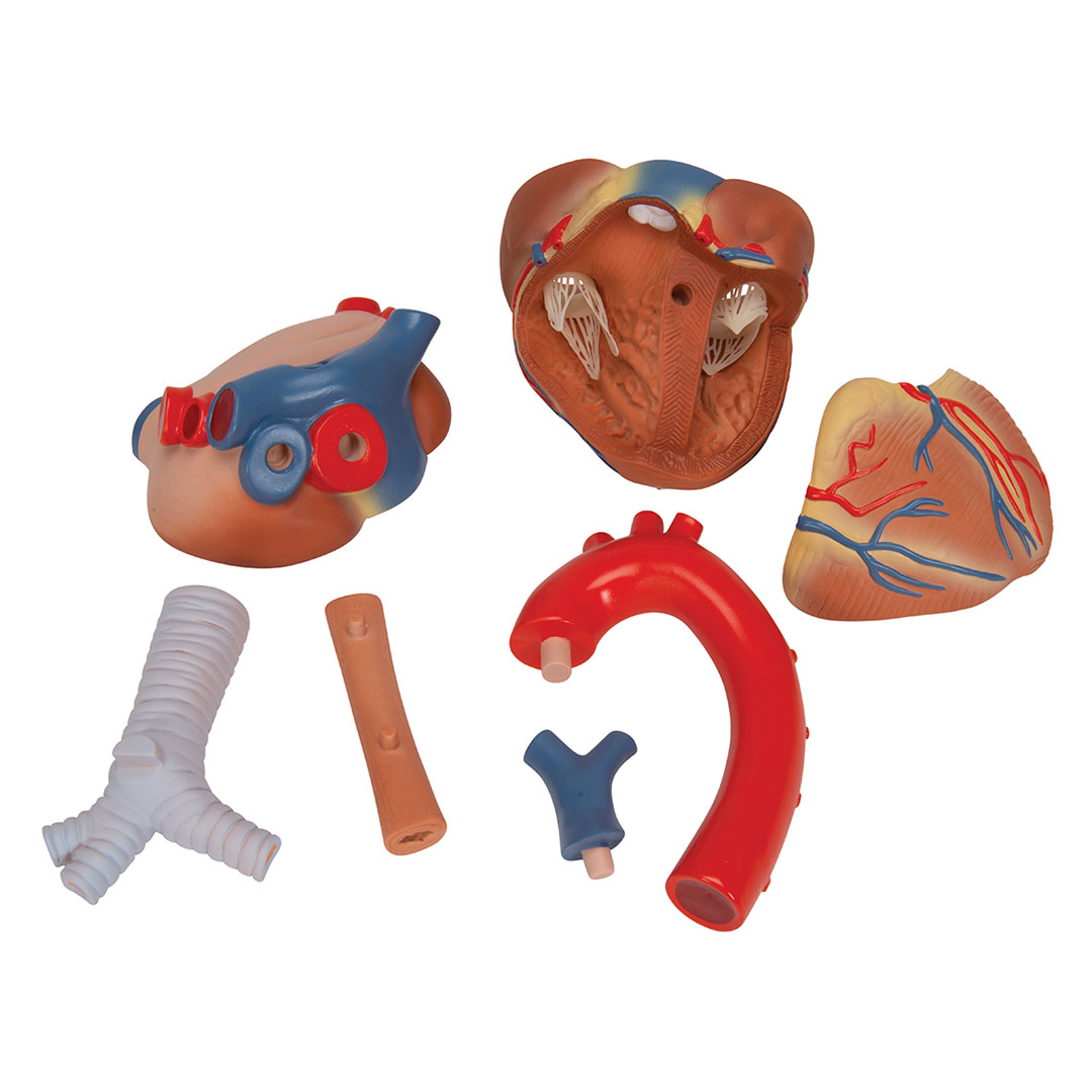 3B SCIENTIFIC Herz, natürl. Grösse, 7-tlg. (VD253)