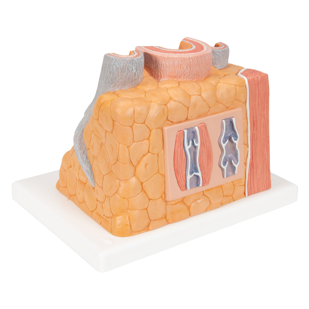 3B SCIENTIFIC Arterie und Vene (G42)