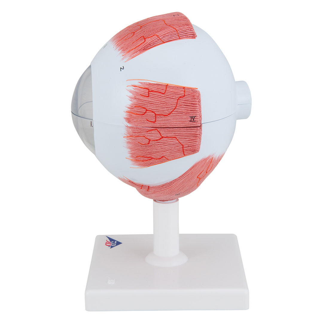 3B SCIENTIFIC Auge, 6-tlg., 5-fach vergr. (F10), Riesenauge