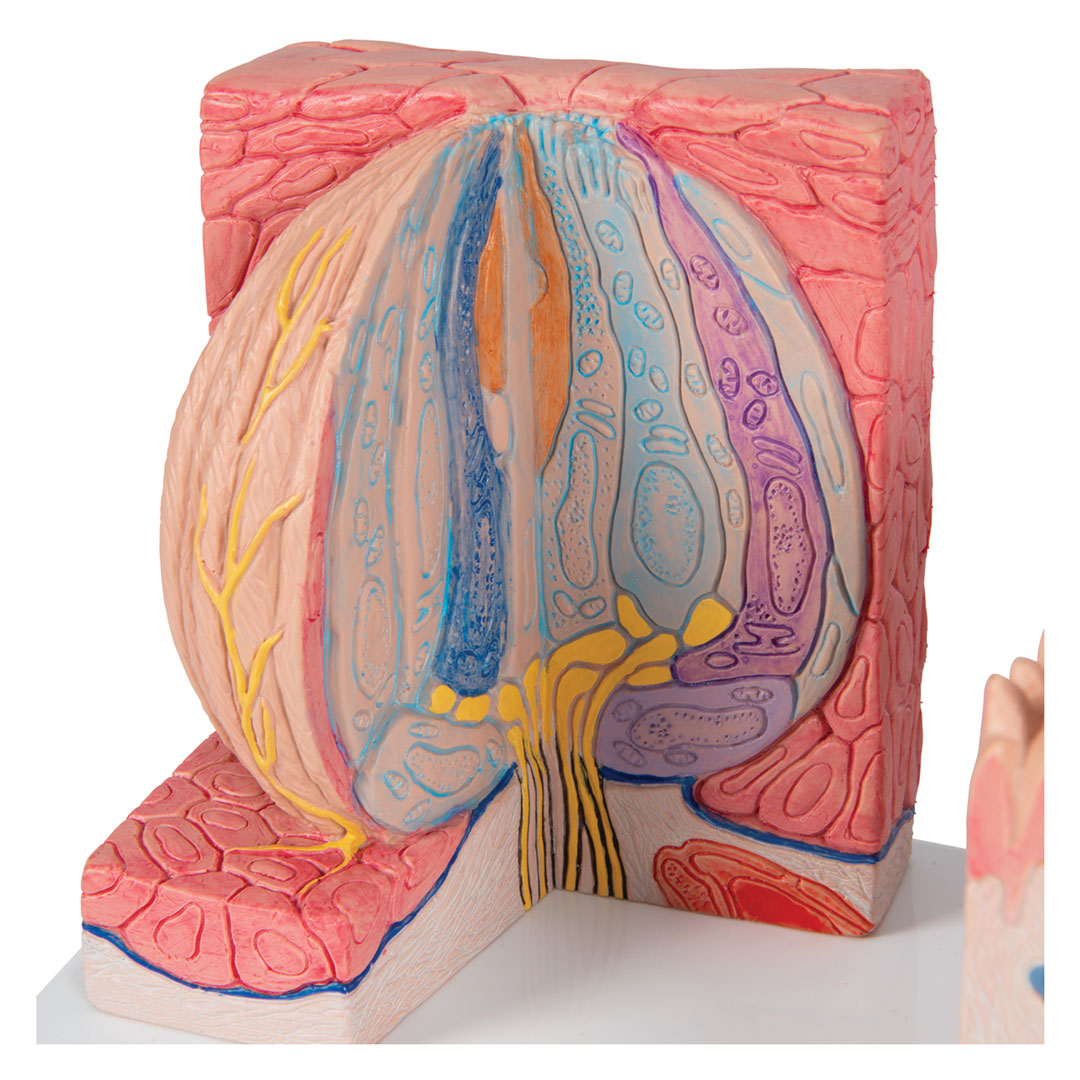 3B SCIENTIFIC MICROanatomy Zunge (D17)