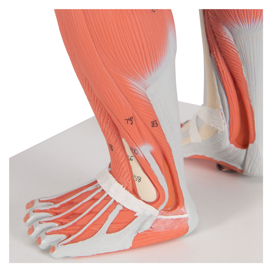3B SCIENTIFIC Muskelfigur, 1/3 Grösse, 2-teilig (B59) 3B SCIENTIFIC Muskelfigur, 1/3 Grösse, 2-teilig (B59)