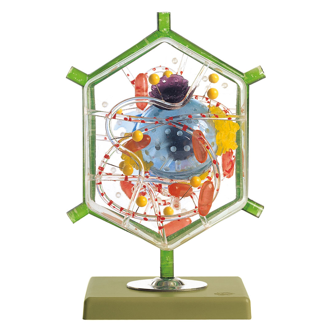 SOMSO® Leberzelle, Modell