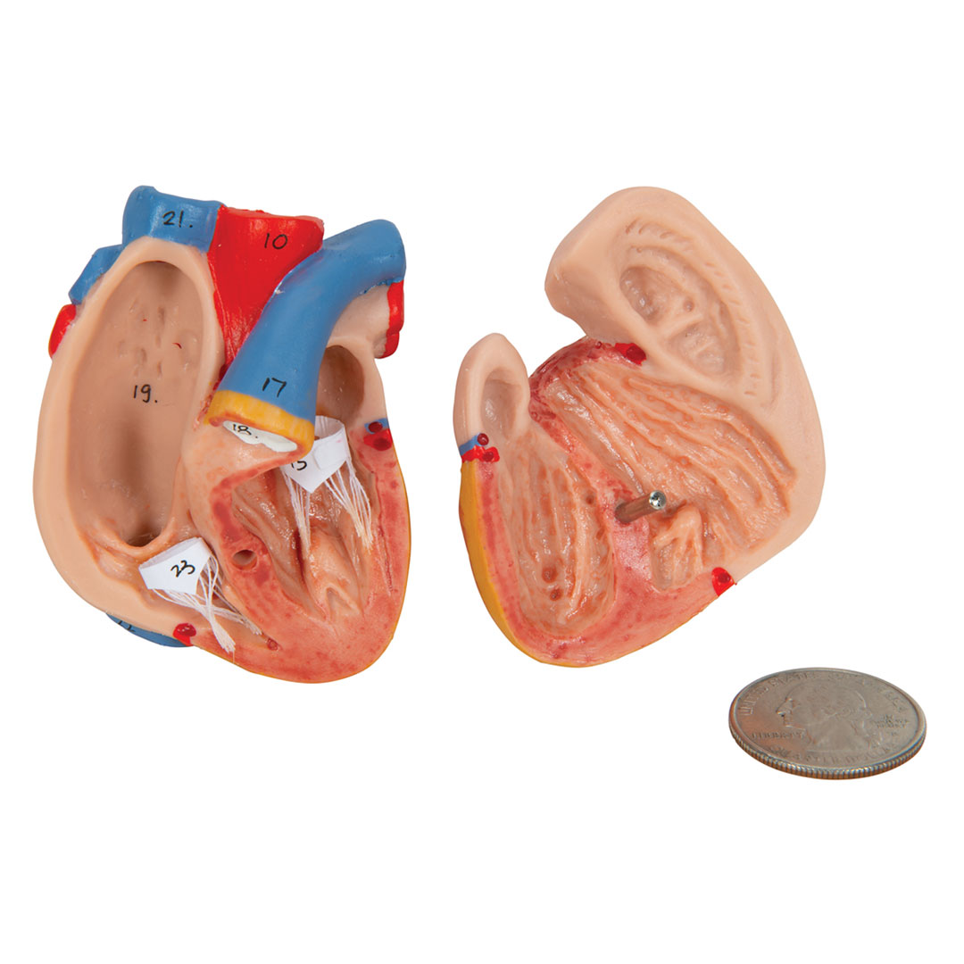 3B SCIENTIFIC Mini-Torso mit Kopf, 12-teilig (B22)