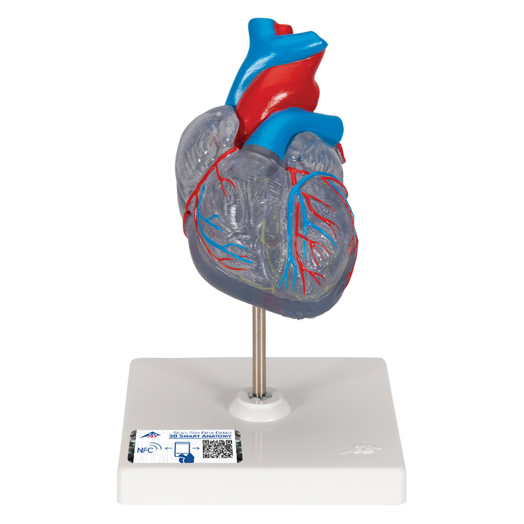3B SCIENTIFIC Transparentes Herz, 2-teilig (G08/3)