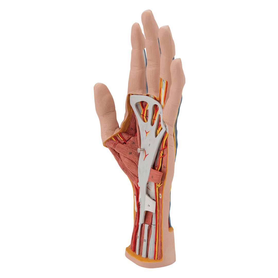 3B SCIENTIFIC Hand-Struktur-Mod., 3-tlg. (M18)