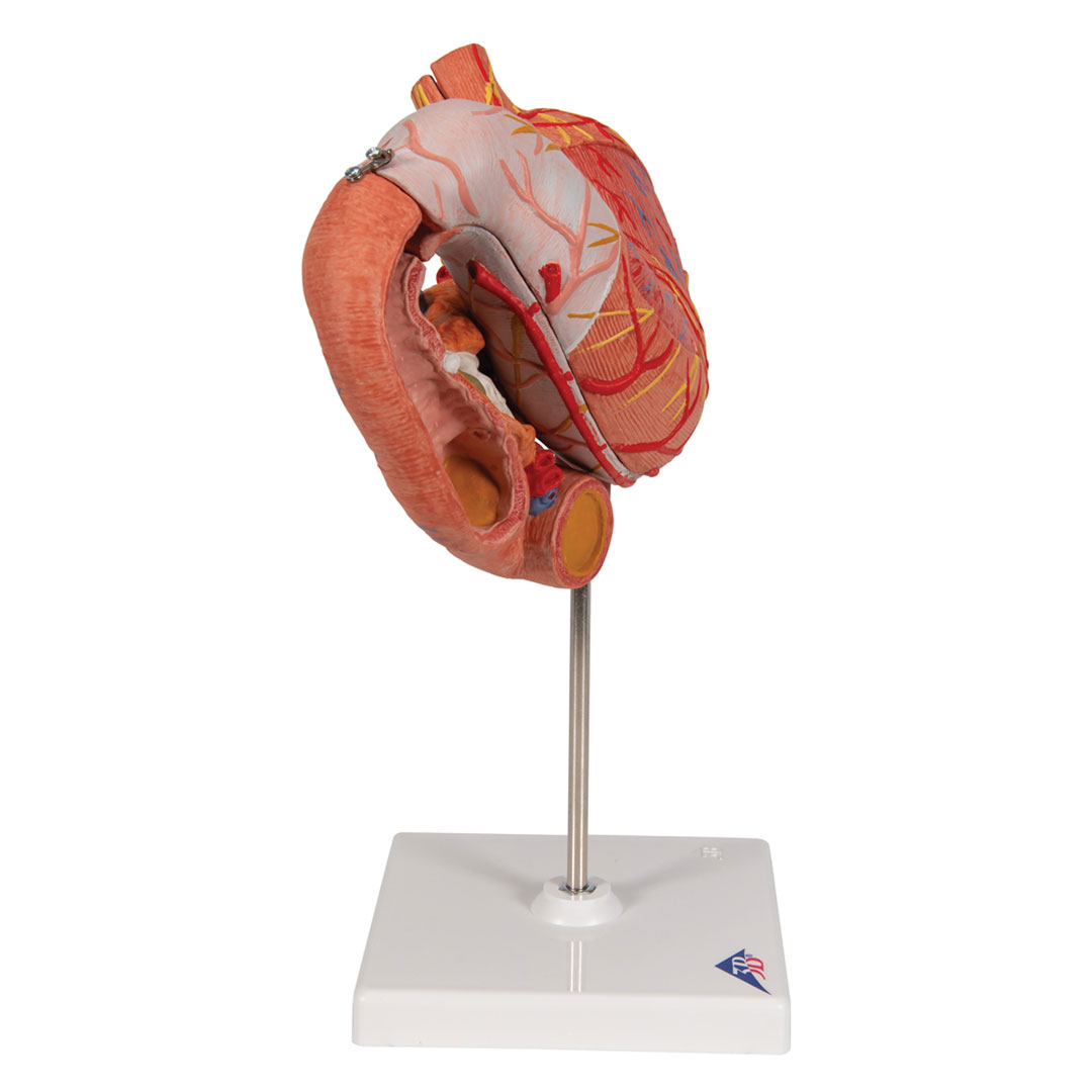 3B SCIENTIFIC Magen m. Zwölffingerd.+Bauchspeicheldrü. (K16)