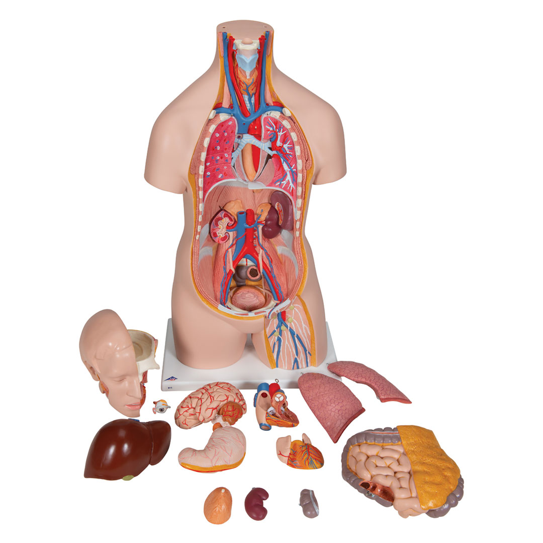 3B SCIENTIFIC Schultorso mit Kopf, 14-teilig (B13)