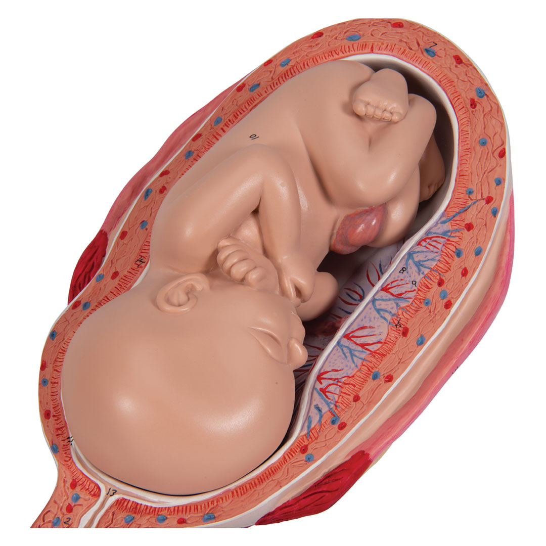 3B SCIENTIFIC Schwangerschaftsserie, nat. Grösse, 5 M. (L11/9)