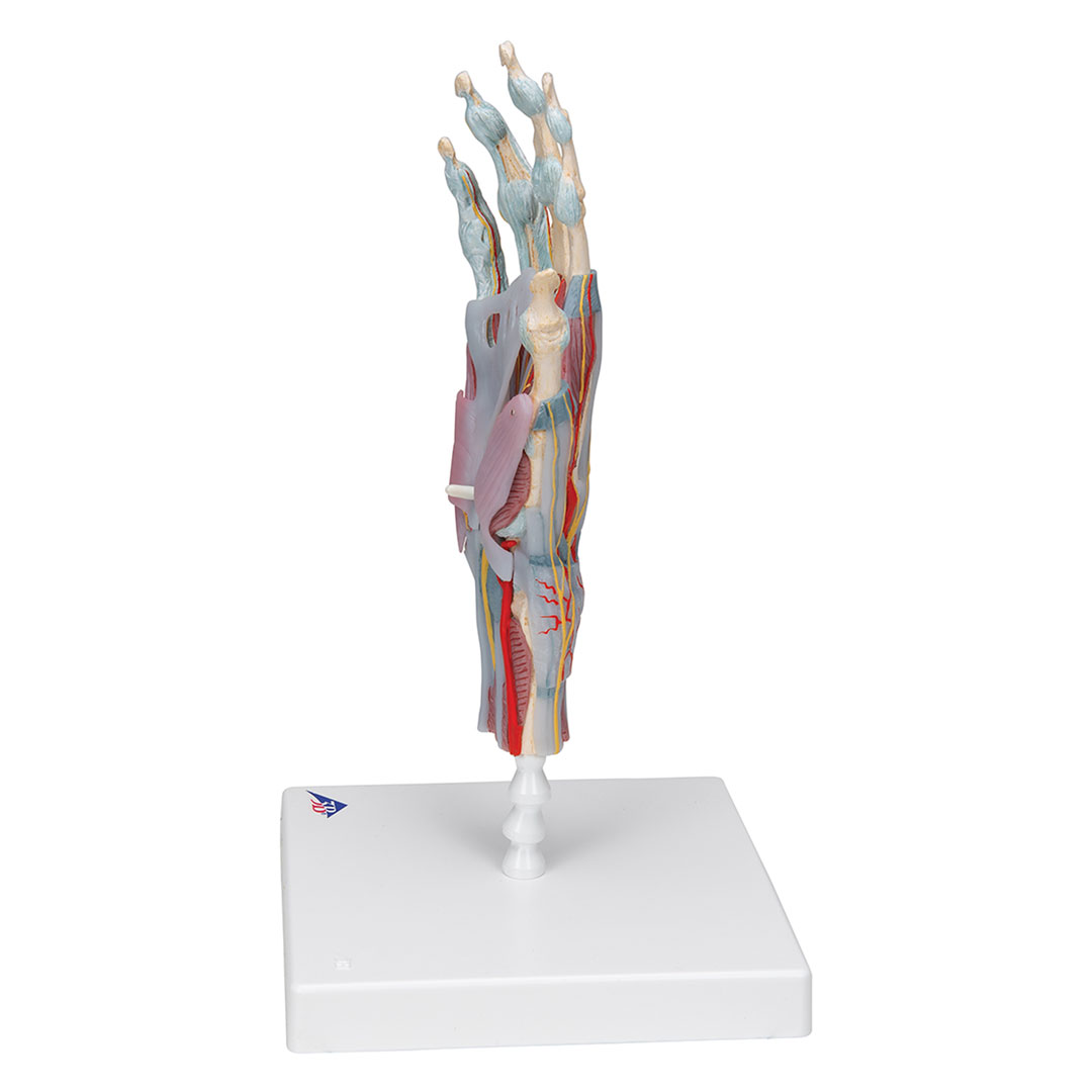 3B SCIENTIFIC Handskelett mit Bändern+Muskeln, 4-teilig
