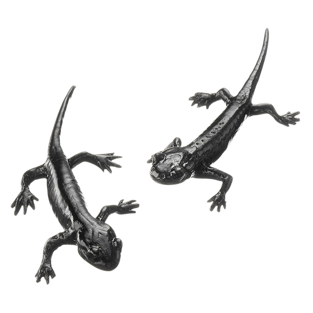 SOMSO® Alpensalamander, 2 Jungtiere