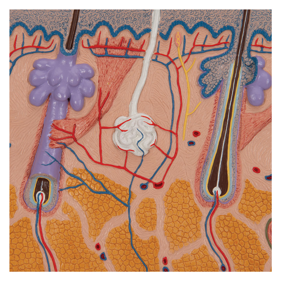 3B SCIENTIFIC Hautdurchschnitt, 70-fache Vergr. (J10)