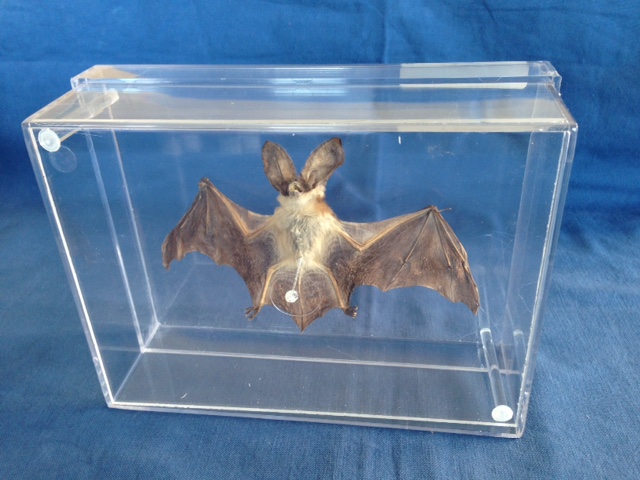 Fledermaus, Stopfpräparat in Box 190x135mm