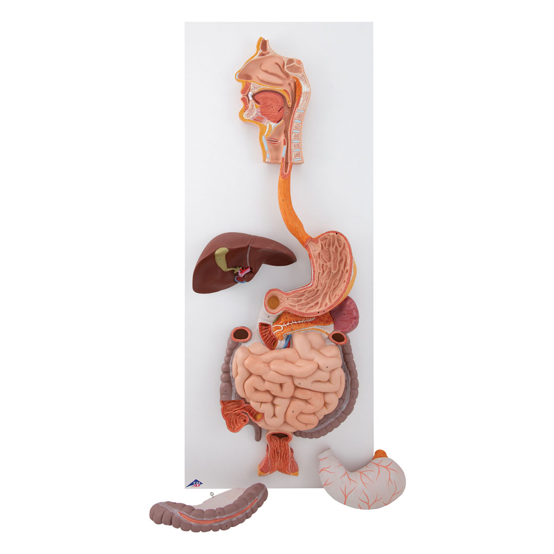 3B SCIENTIFIC Verdauungsapparat, 3-tlg. (K21)