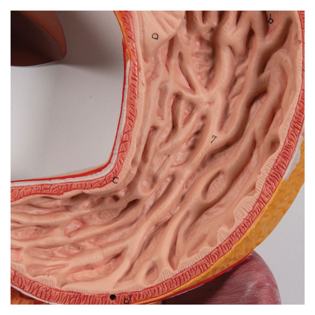 3B SCIENTIFIC Verdauungsapparat, 2-tlg. (K20)