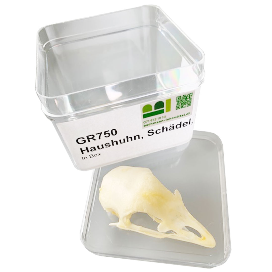 Haushuhn, Schädel, Skelett, inkl. Box