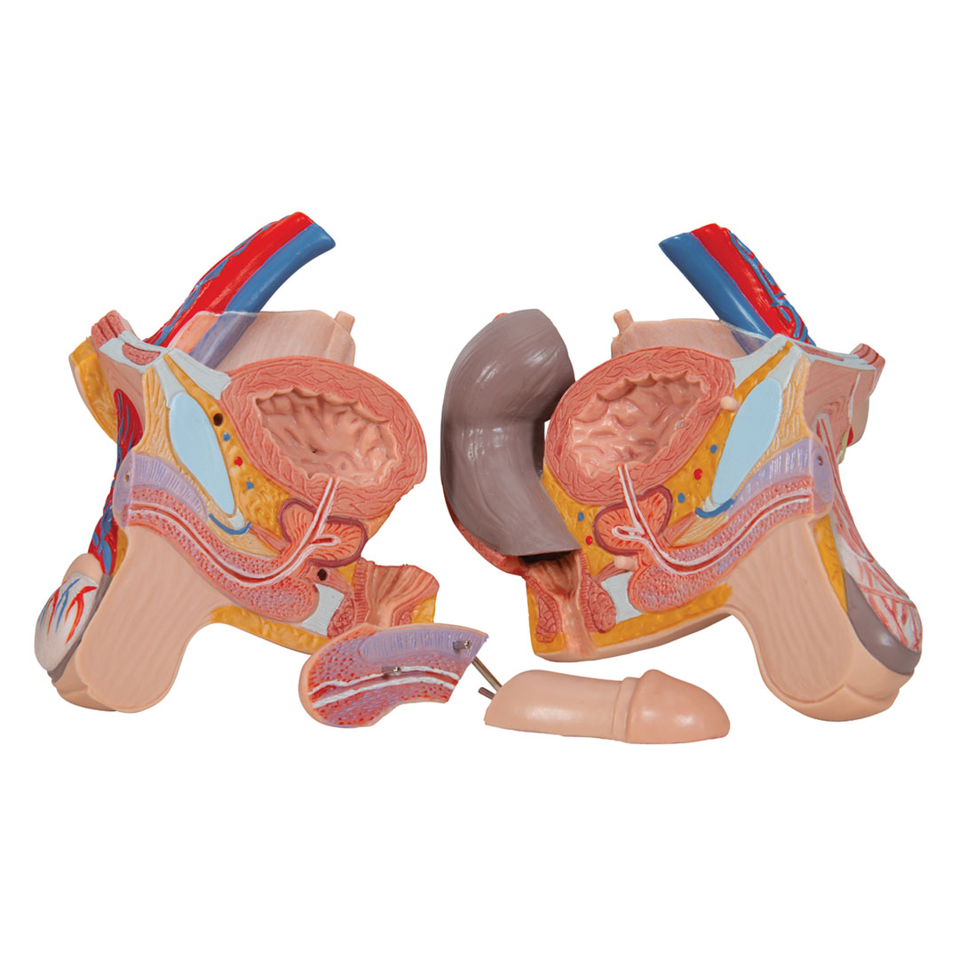 3B SCIENTIFIC Torso m.Kopf, 2-geschlechtl.,20-teilig(B32)