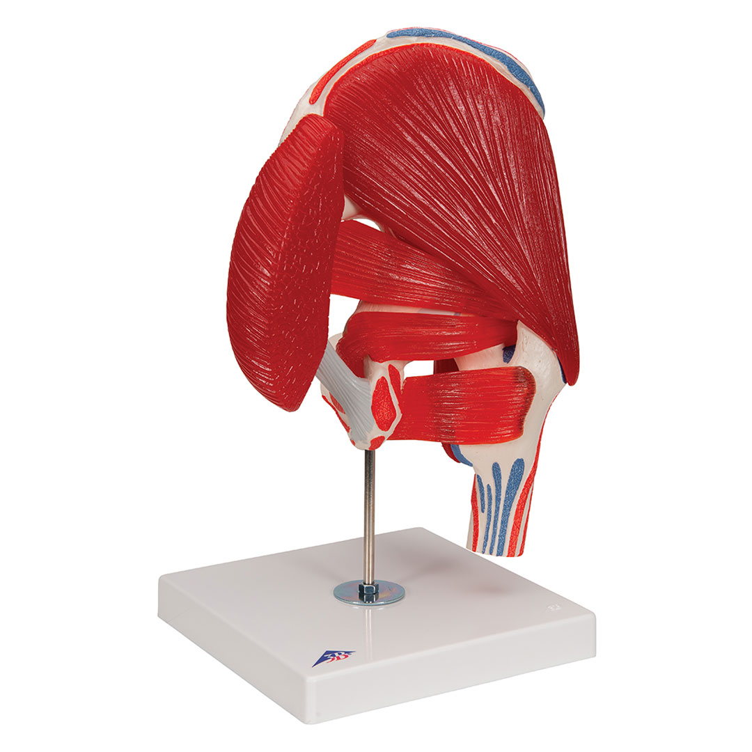 3B SCIENTIFIC Hüftgelenk, 7-teilig, Grösse 18x32x18cm (A881)