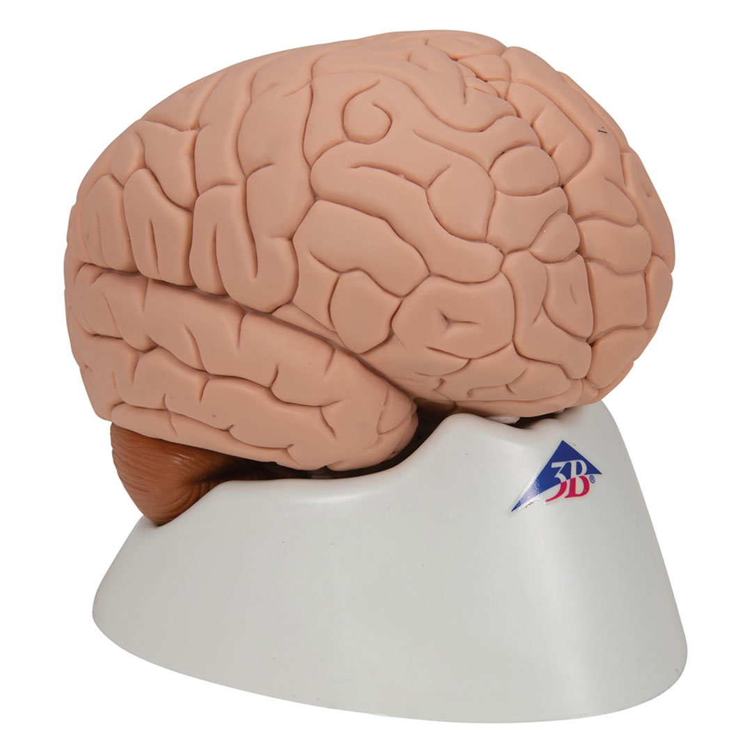 3B SCIENTIFIC Gehirn, 2-tlg. (C15)