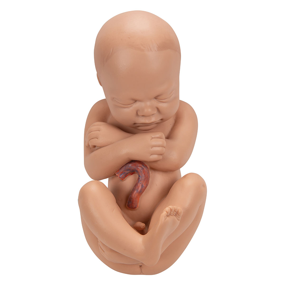 3B SCIENTIFIC Schwangerschaftsbecken, 3-tlg. (L20)