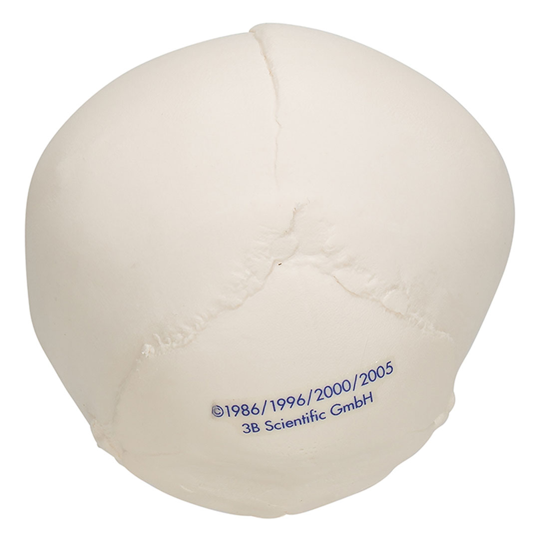 3B SCIENTIFIC Fetus-Schädel, 30.Schwangerschaftswoche (A25)